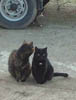 Feral Beryl and her daughter - and Lurking Tom!