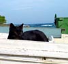Cat from Cadaques, Spain