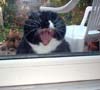 Yawn in window