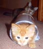 Jellico (in the tube!) and Tugger (bringing up the rear!)